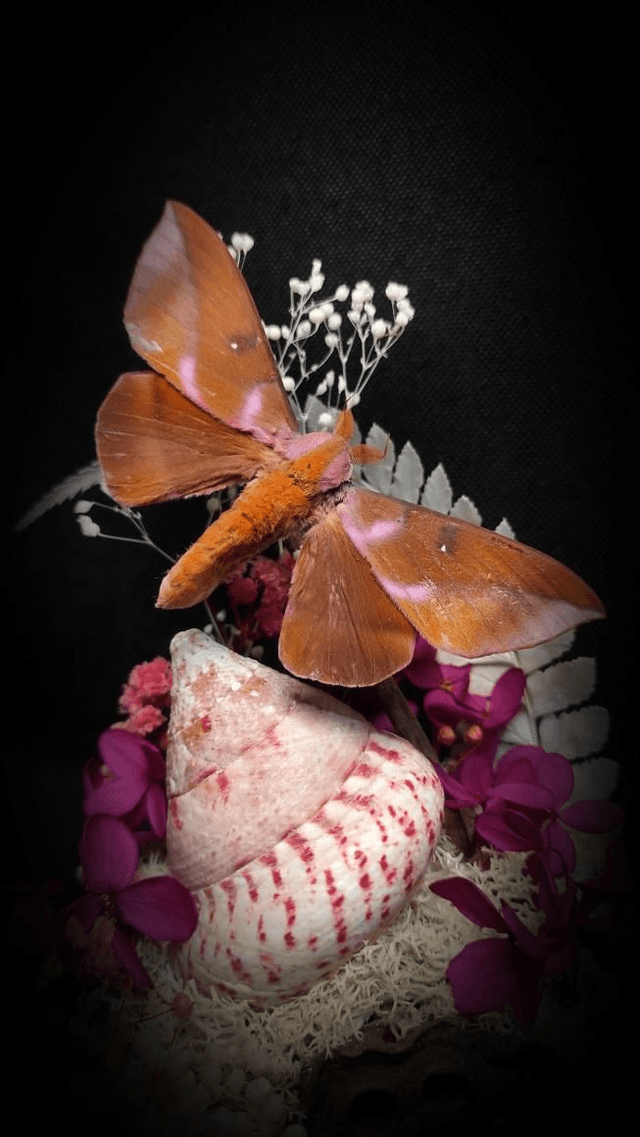 Diorama Papillon "Othorene Purpurascens"