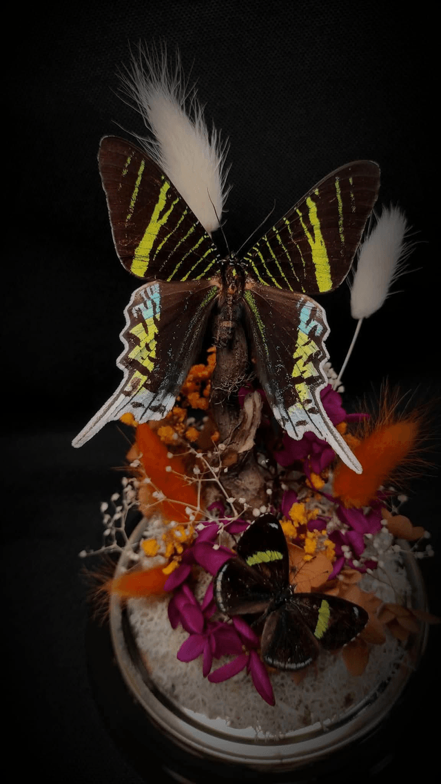 Diorama Duo de Papillons "Urania Leilus" & "Perisama oppelii oppelii"