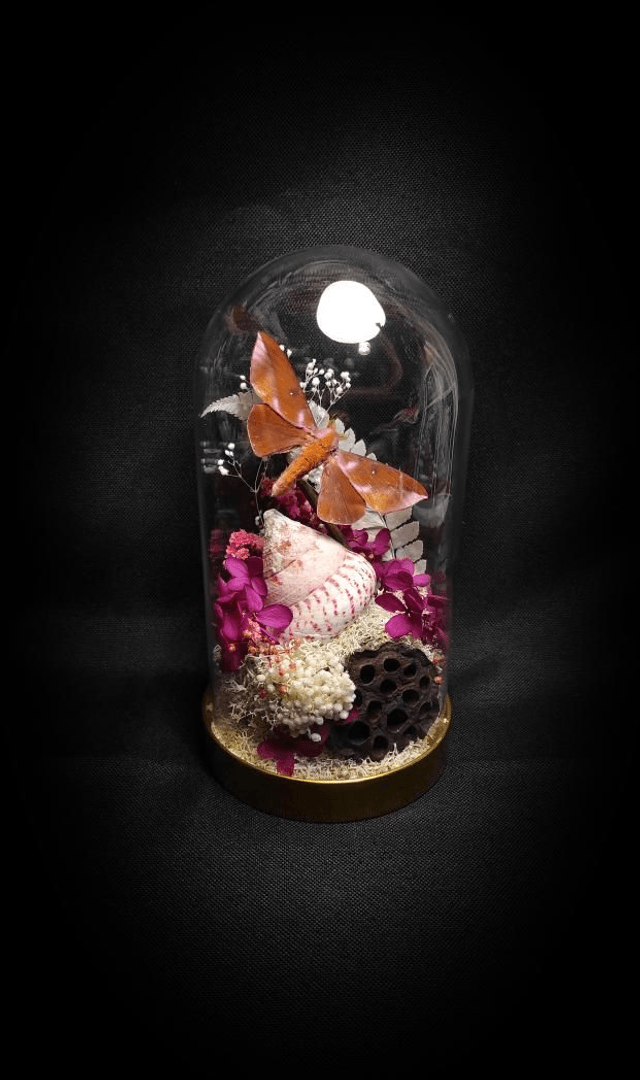 Diorama Papillon "Othorene Purpurascens"
