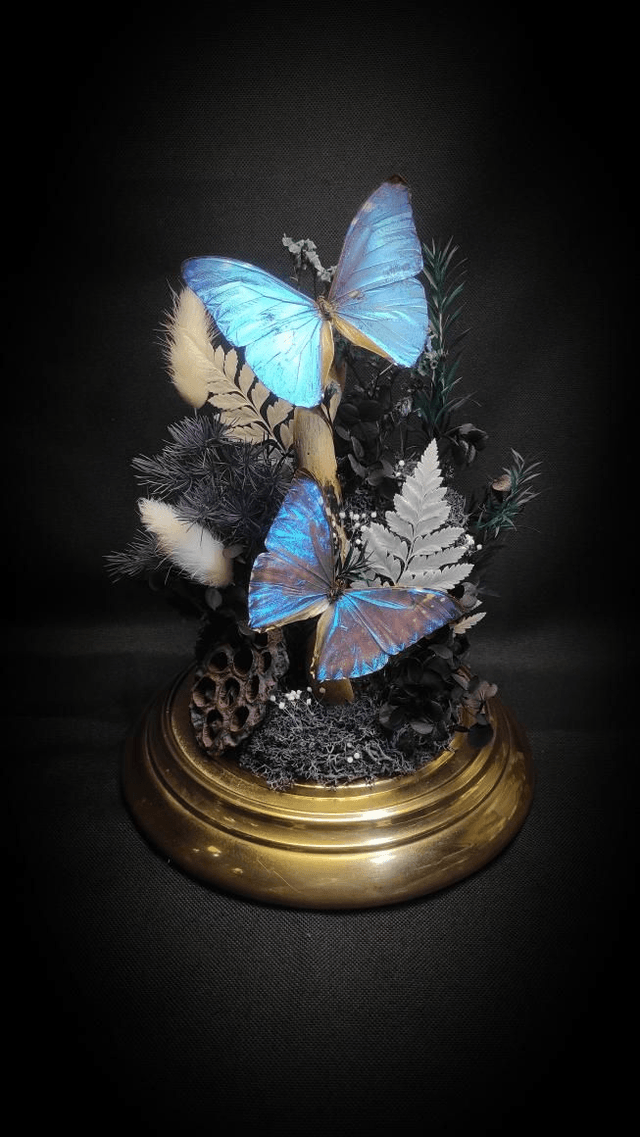 Diorama Duo de Morpho et le Buprestidae
