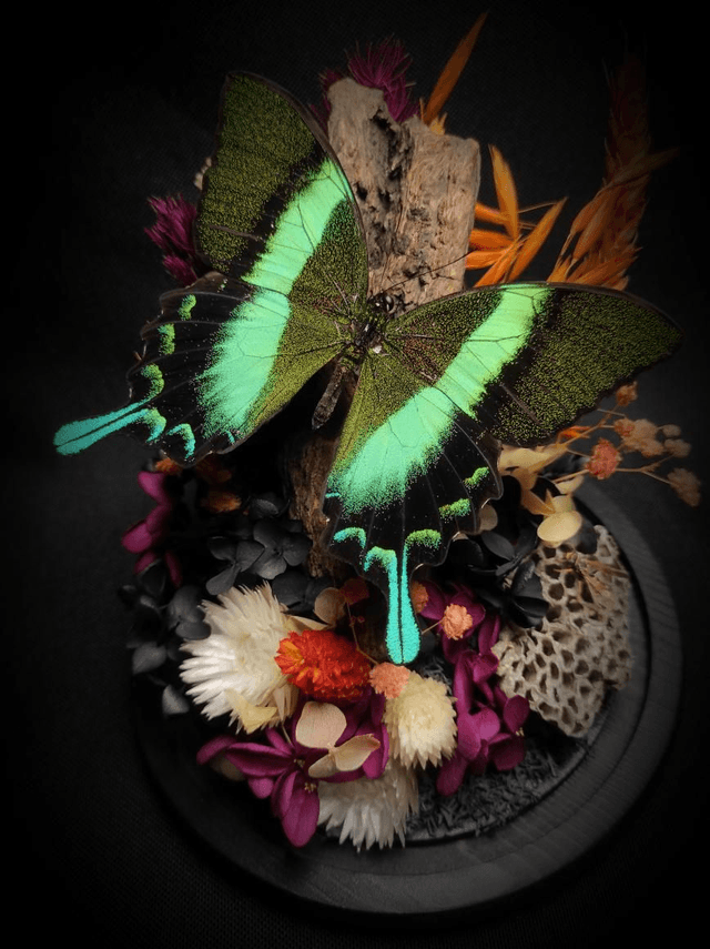 Diorama Papillon "Papilio Blumei & Guêpe" 
