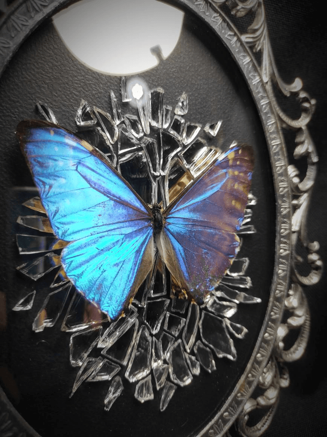 Cadre Vintage Morpho Miroir Brisé 