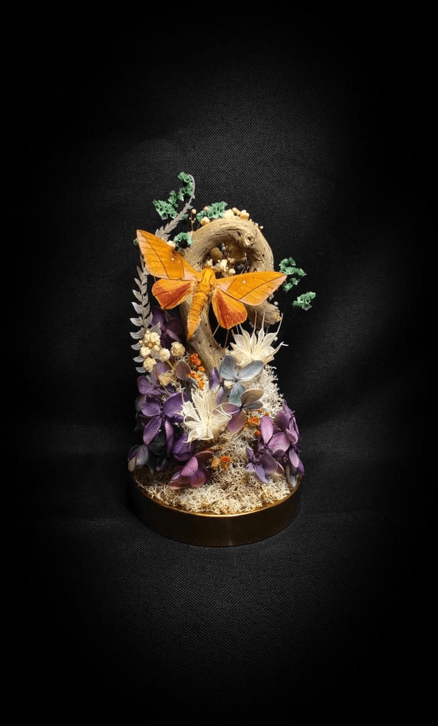 Diorama Papillon "Adeloneivaia Jason"