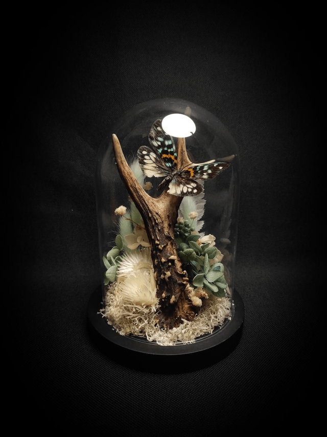 Diorama Papillon bois de Chevreuil 