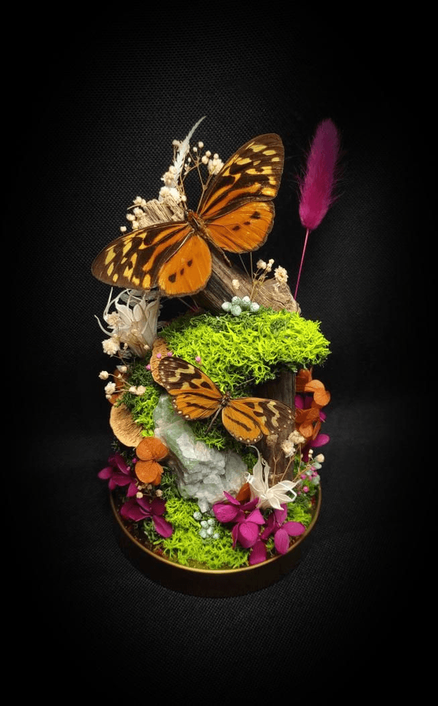 Diorama Duo de Papillons & Fluorine 
