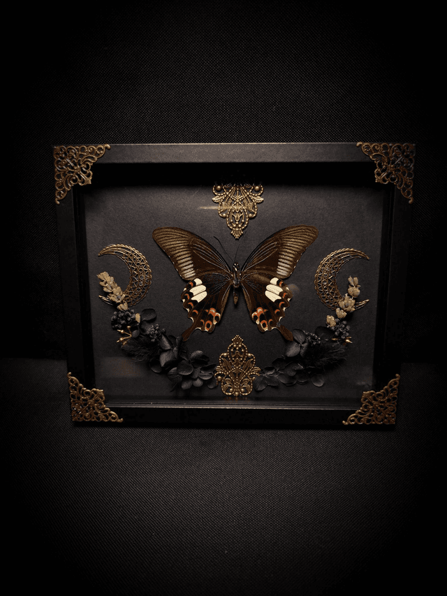 Cadre &quot;Papilio Helenus&quot;