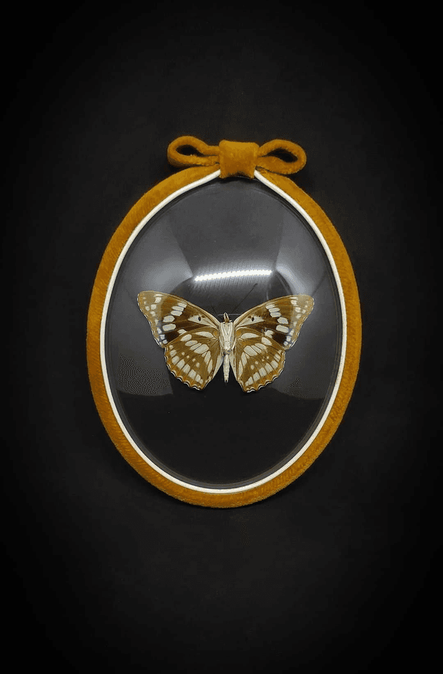 Cadre Vintage velours Papillon &quot;Mimathyma Nycteis&quot; 