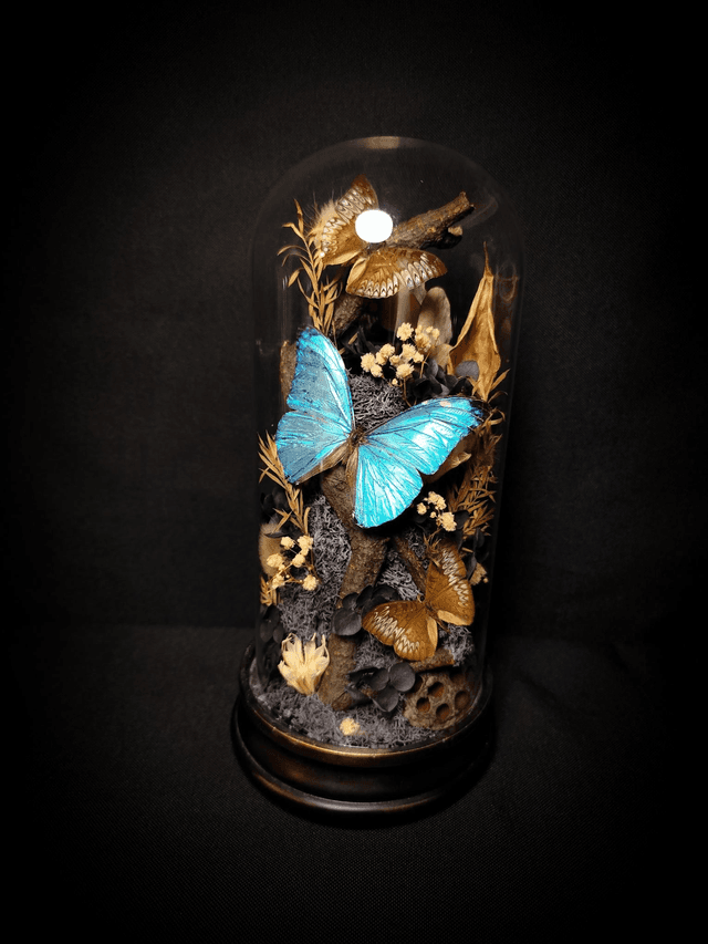 Diorama Trio de Papillons &quot;Morpho Marcus&quot; &amp; &quot;Tanaecia&quot;

