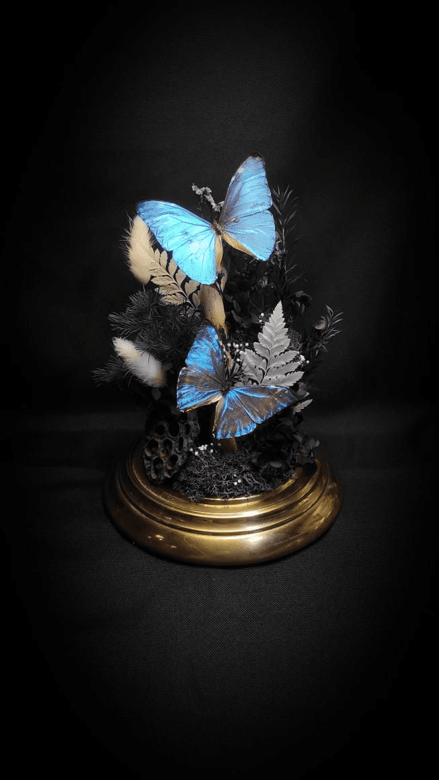 Diorama Duo de Morpho et le Buprestidae