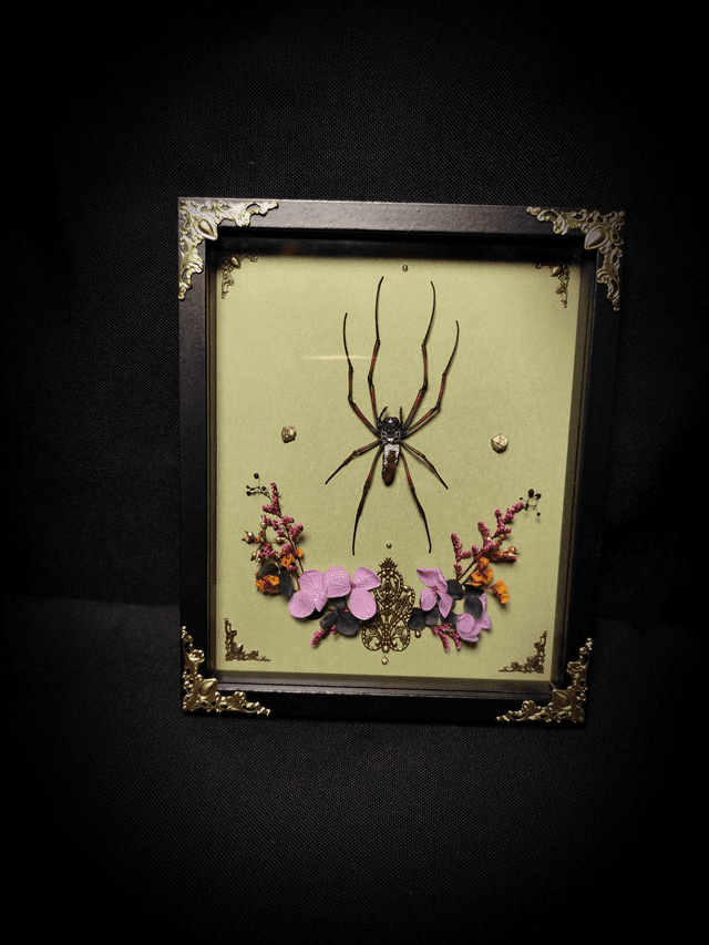 Cadre Araignée &quot;Nephila Inaurata&quot;