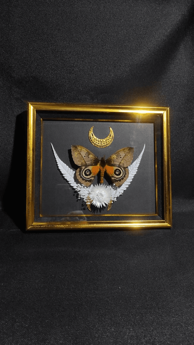 Cadre Vintage Papillons &quot;Automeris Lara&quot;