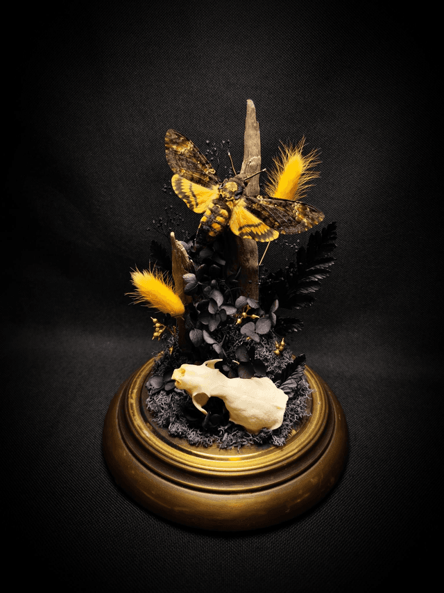 Diorama Papillon Sphinx Tête de Mort &amp; Crâne de Vison 
