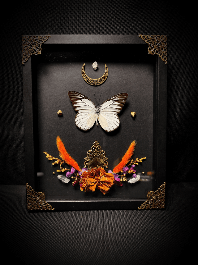 Cadre Papillon &quot;Prioneris Philonome&quot;
