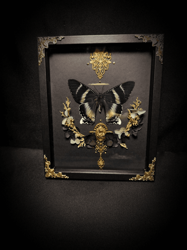 Cadre Papillon &quot;Alcides Orontes&quot;