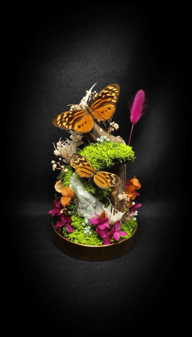 Diorama Duo de Papillons &amp; Fluorine 