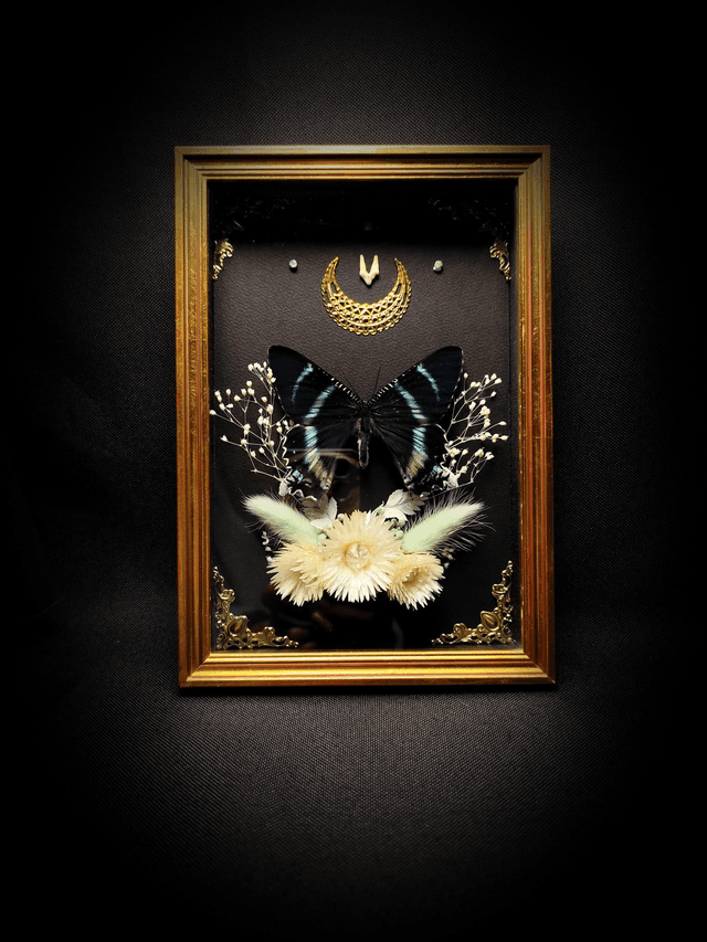 Cadre Vintage Papillon Alcides Orontes et dent de Renard
