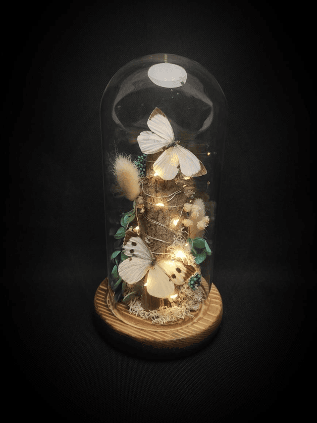 Diorama lumineux Papillons couple de &quot;Pieris Brassicae&quot;