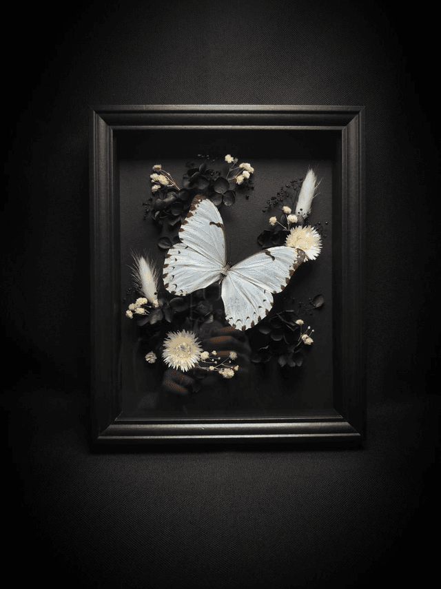 Cadre Papillon &quot;Morpho Epistrophus Catenaria&quot;