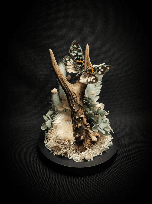 Diorama Papillon bois de Chevreuil 